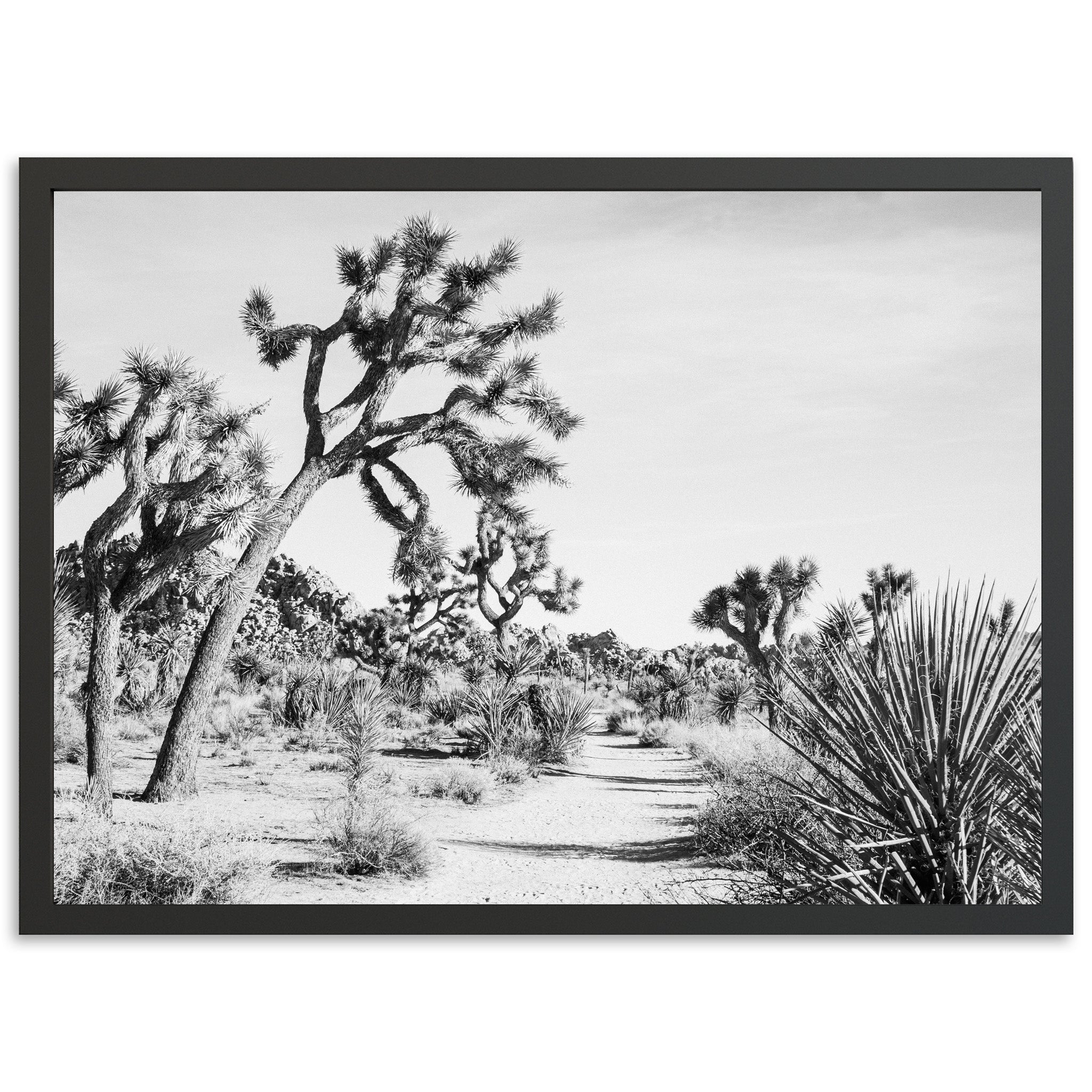 a black and white photo of a joshua tree