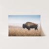 a bison standing in a field of tall grass