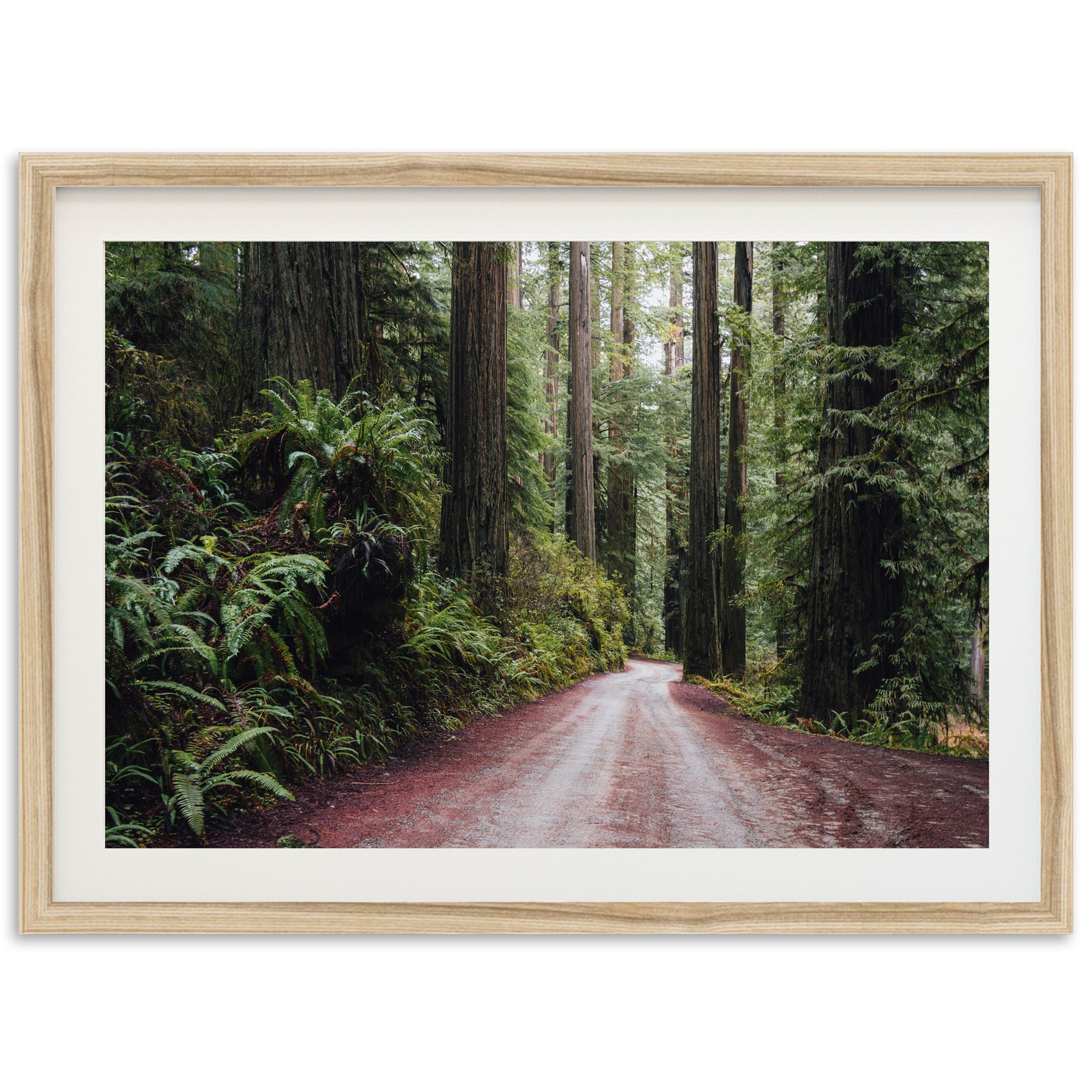 a picture of a dirt road in a forest