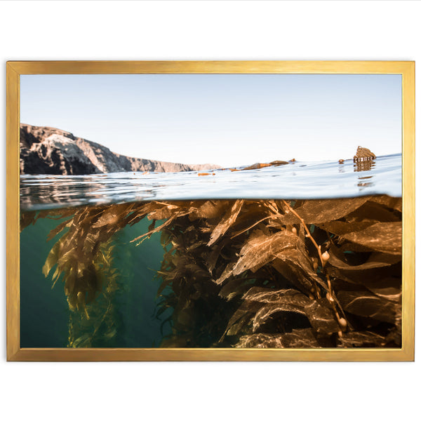 a picture of a sea weed in the water