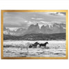 a black and white photo of horses in a field