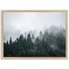 a picture of a forest with fog in the air