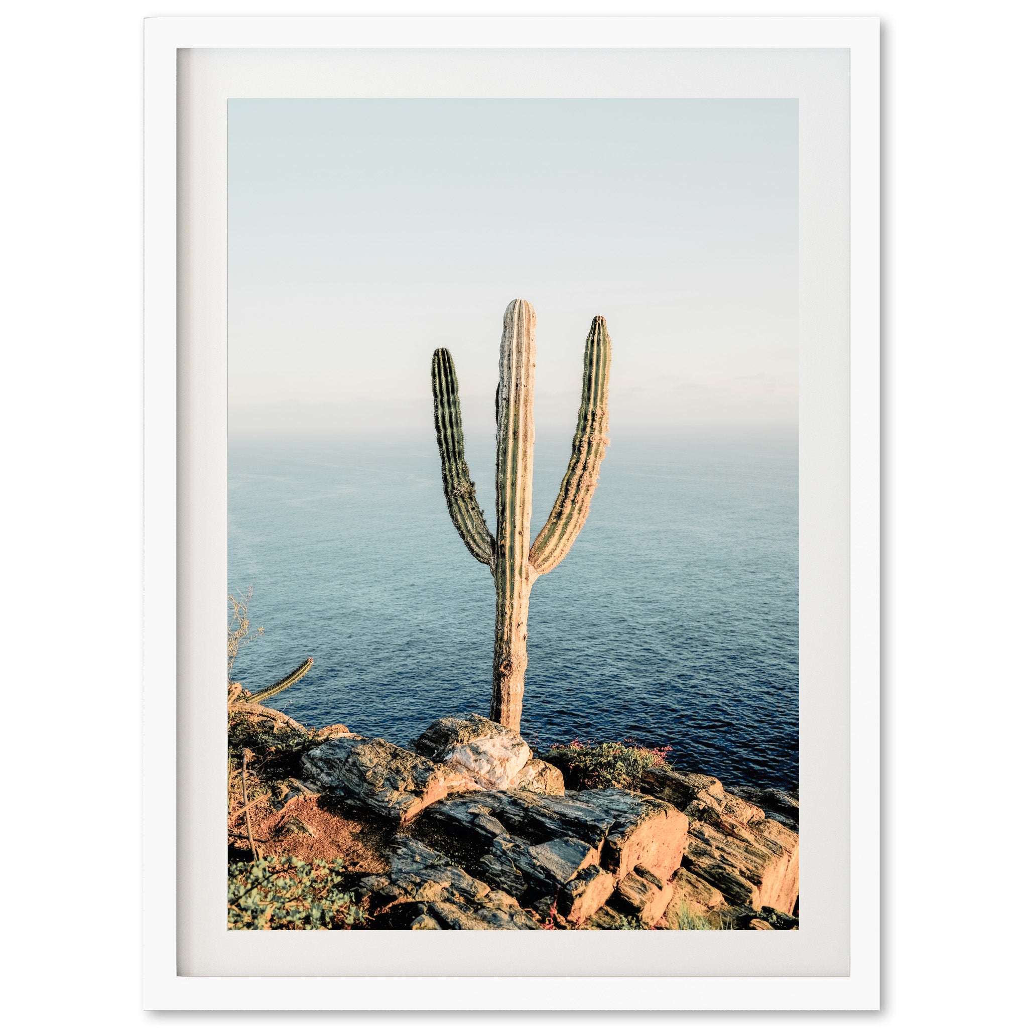 a picture of a cactus on a rocky cliff by the ocean