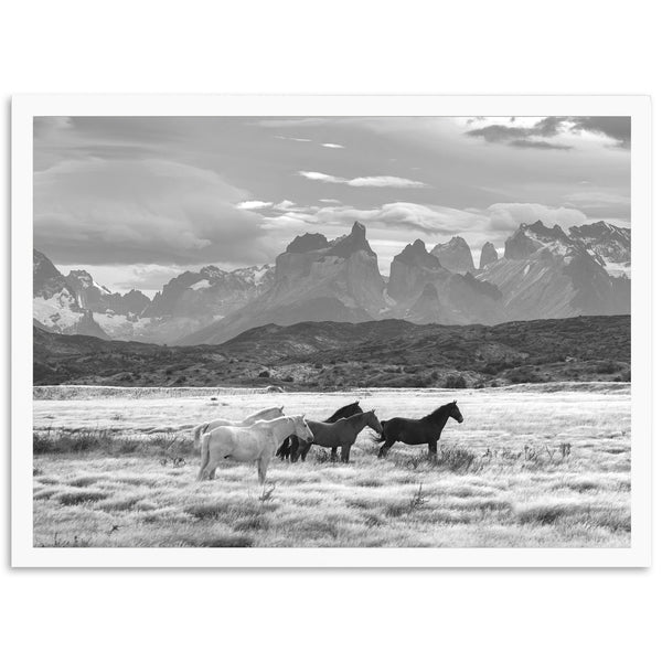 a black and white photo of horses in a field