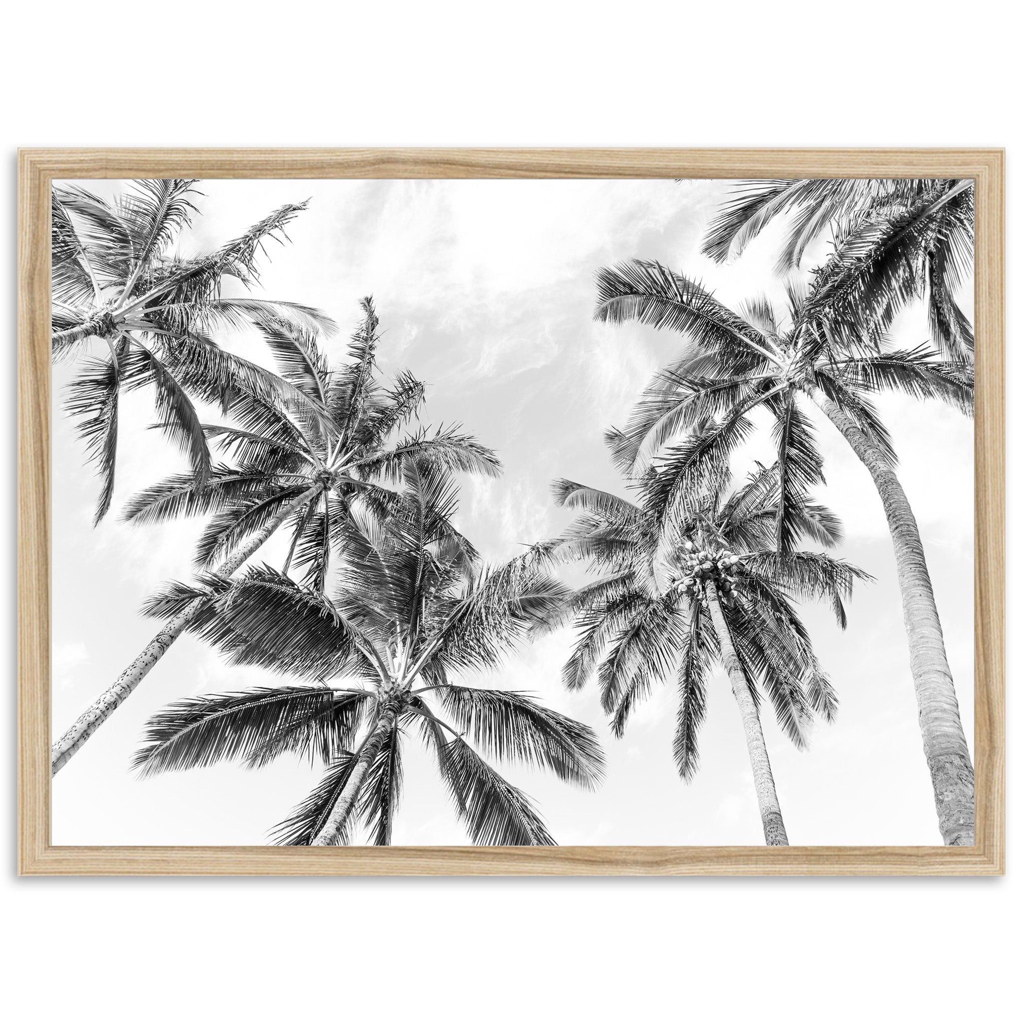 a black and white photo of palm trees