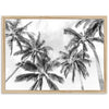 a black and white photo of palm trees