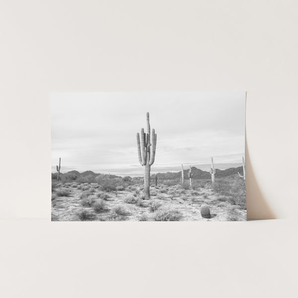 a black and white photo of a cactus in the desert