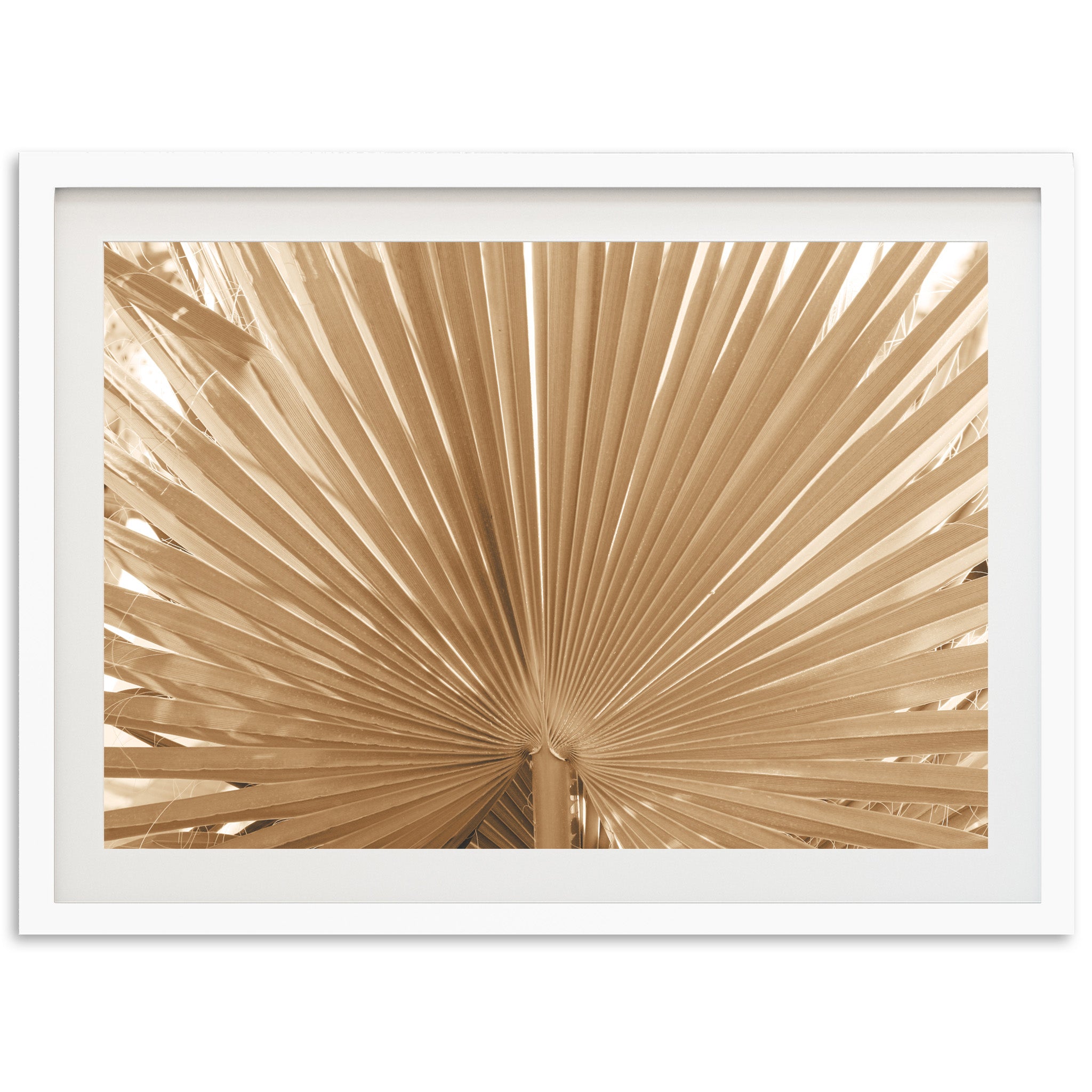 a picture of a palm leaf in a white frame