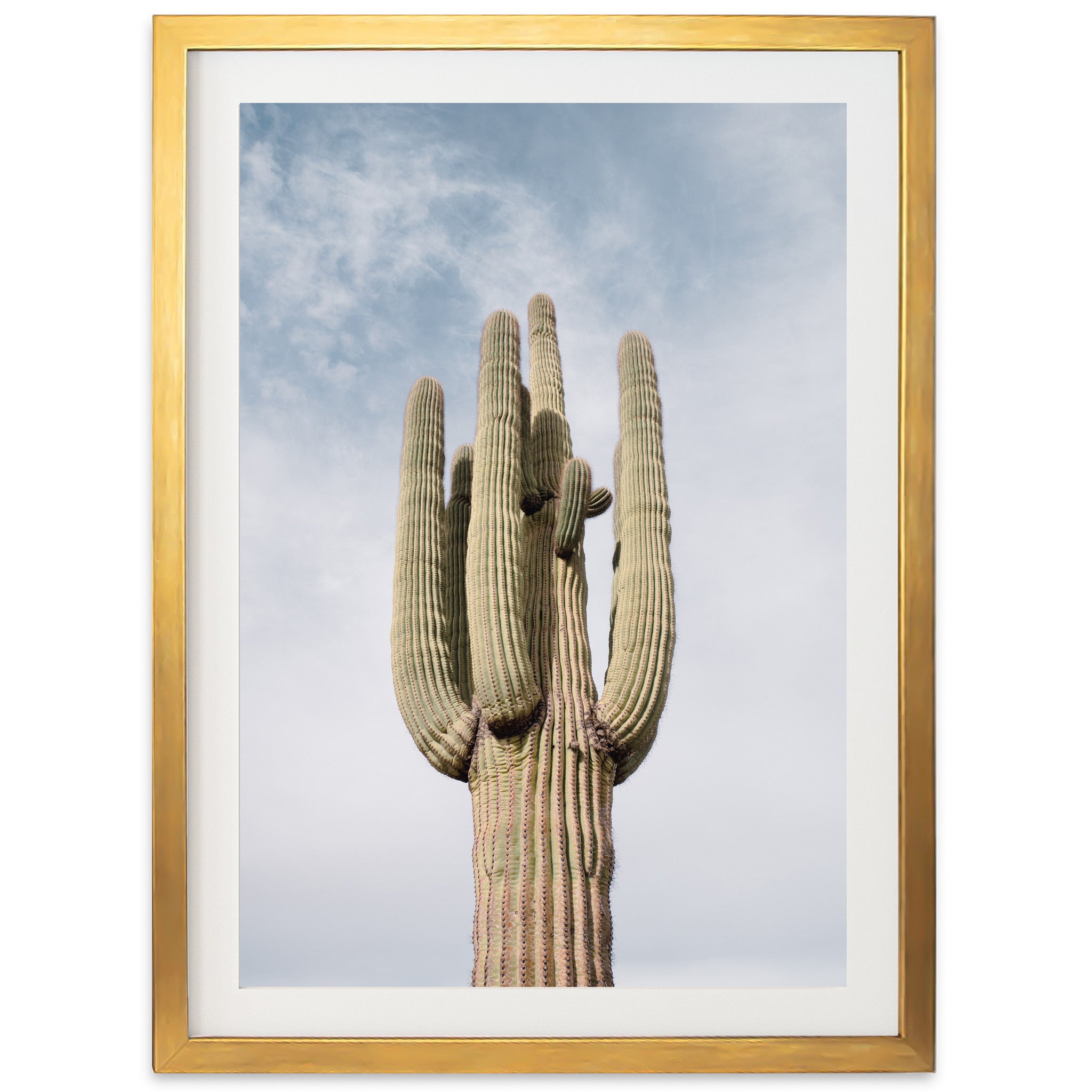 a picture of a large cactus with a sky background