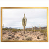 a picture of a cactus in the desert