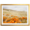 a picture of a field of orange flowers