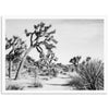 a black and white photo of a joshua tree