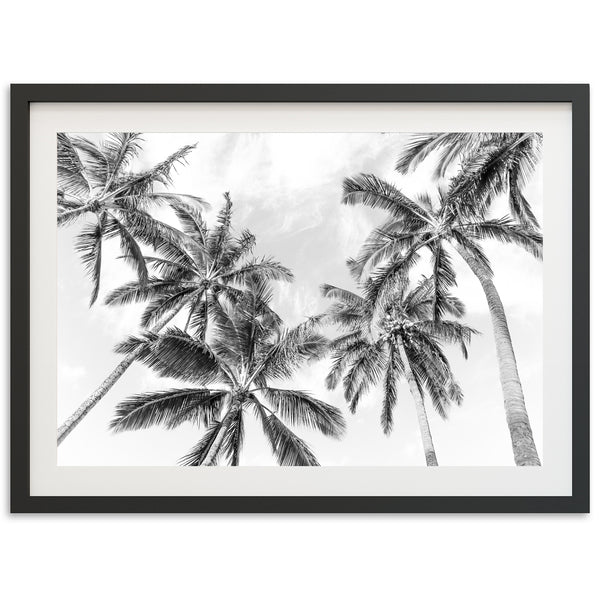 a black and white photo of palm trees