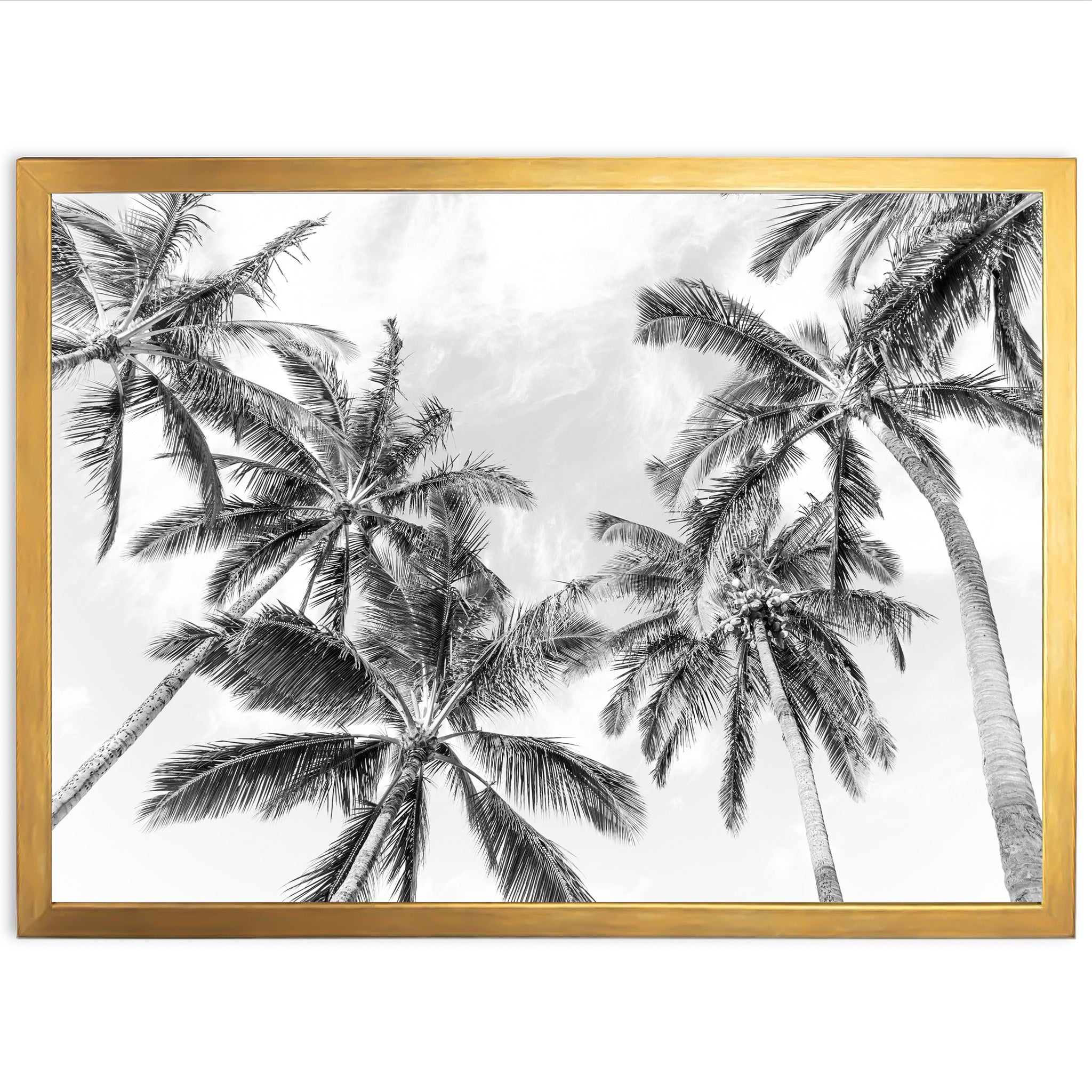 a black and white photo of palm trees