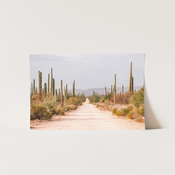 a picture of a dirt road surrounded by cacti