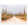 a dirt road surrounded by tall cactus trees