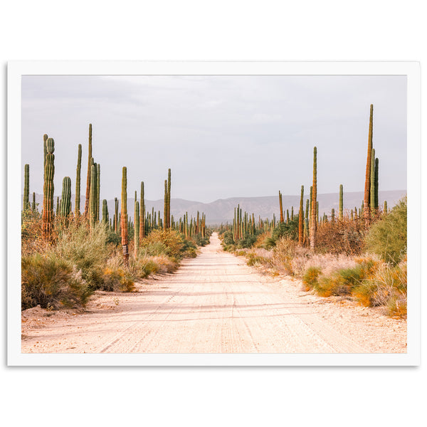 a dirt road surrounded by tall cactus trees