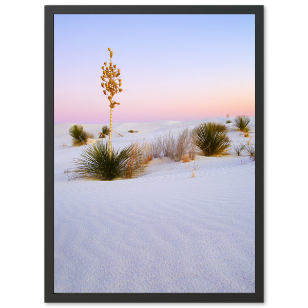 a picture of a plant in the middle of a desert