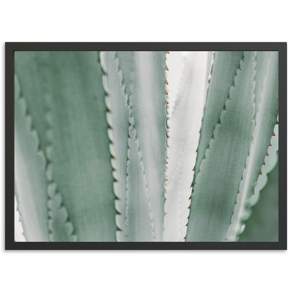 a close up of a plant with a white background