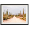 a dirt road surrounded by tall cactus trees