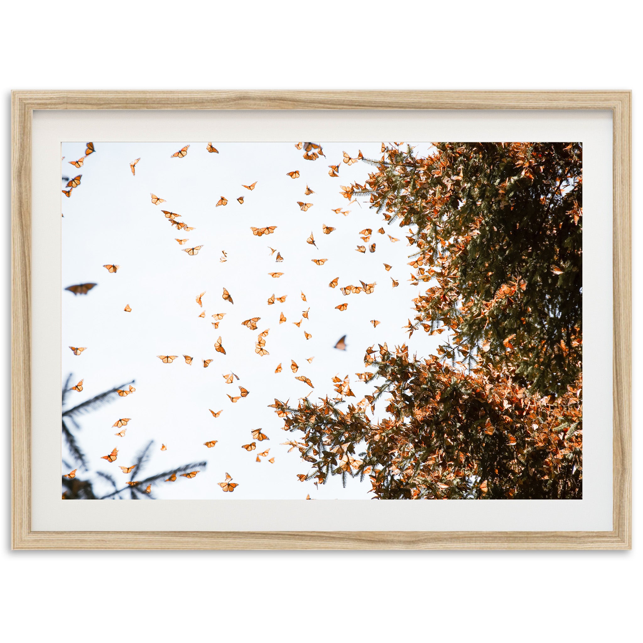 a picture of a bunch of butterflies flying in the air