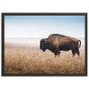 a large buffalo standing in a dry grass field