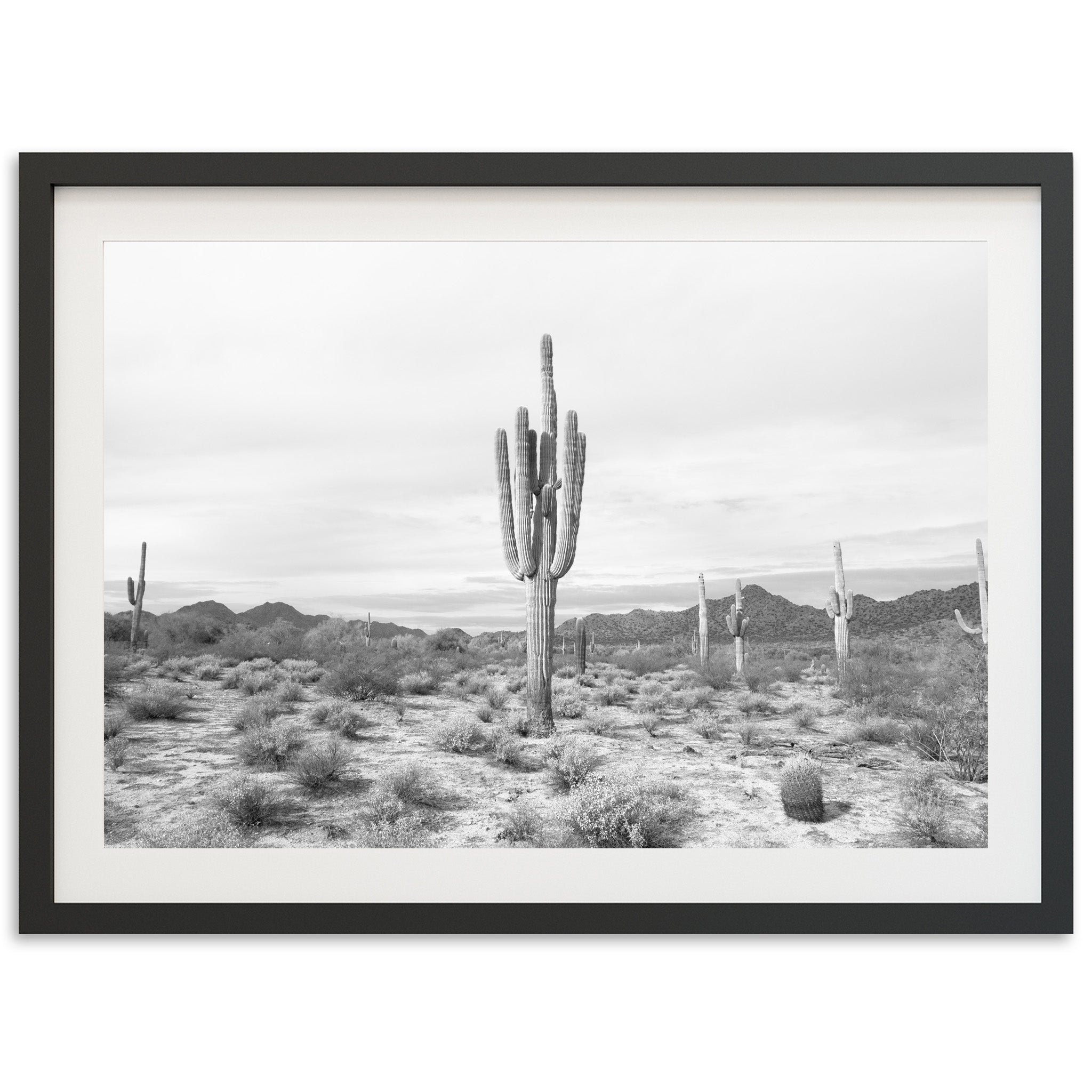 a black and white photo of a cactus in the desert