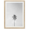 a black and white photo of a palm tree