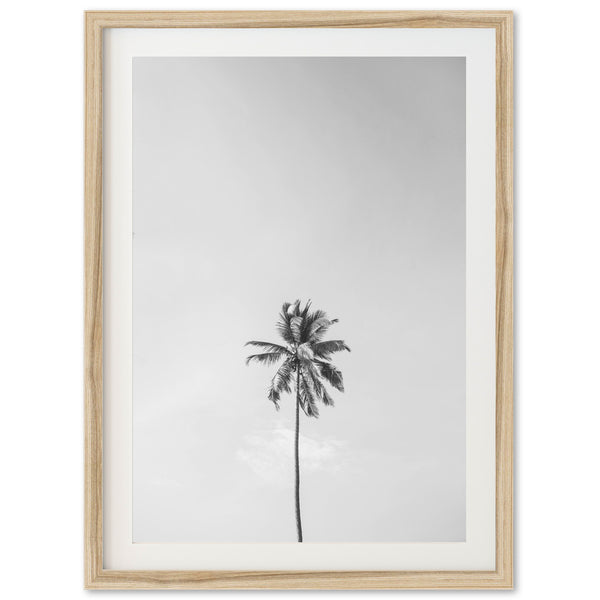 a black and white photo of a palm tree