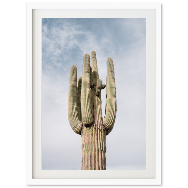 a large cactus with a sky background