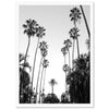 a black and white photo of palm trees