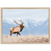 a large elk standing on top of a dry grass field