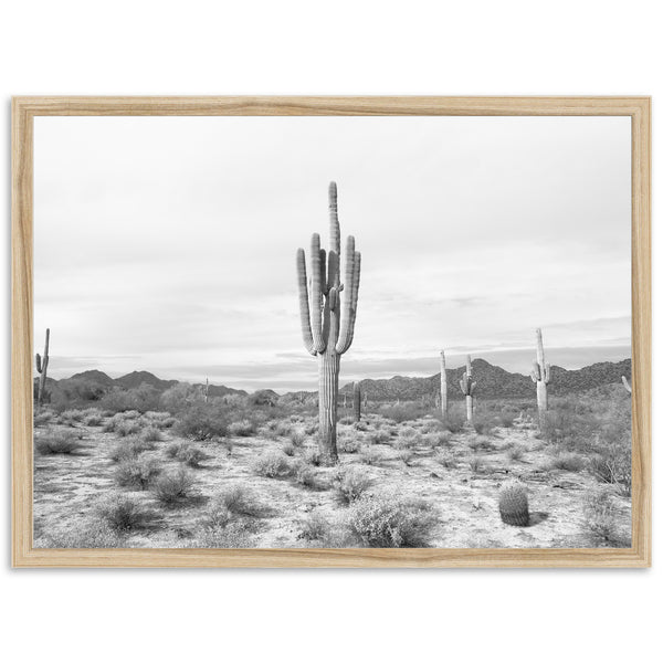 a black and white photo of a cactus in the desert