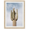 a large cactus with a sky background