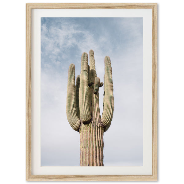 a large cactus with a sky background