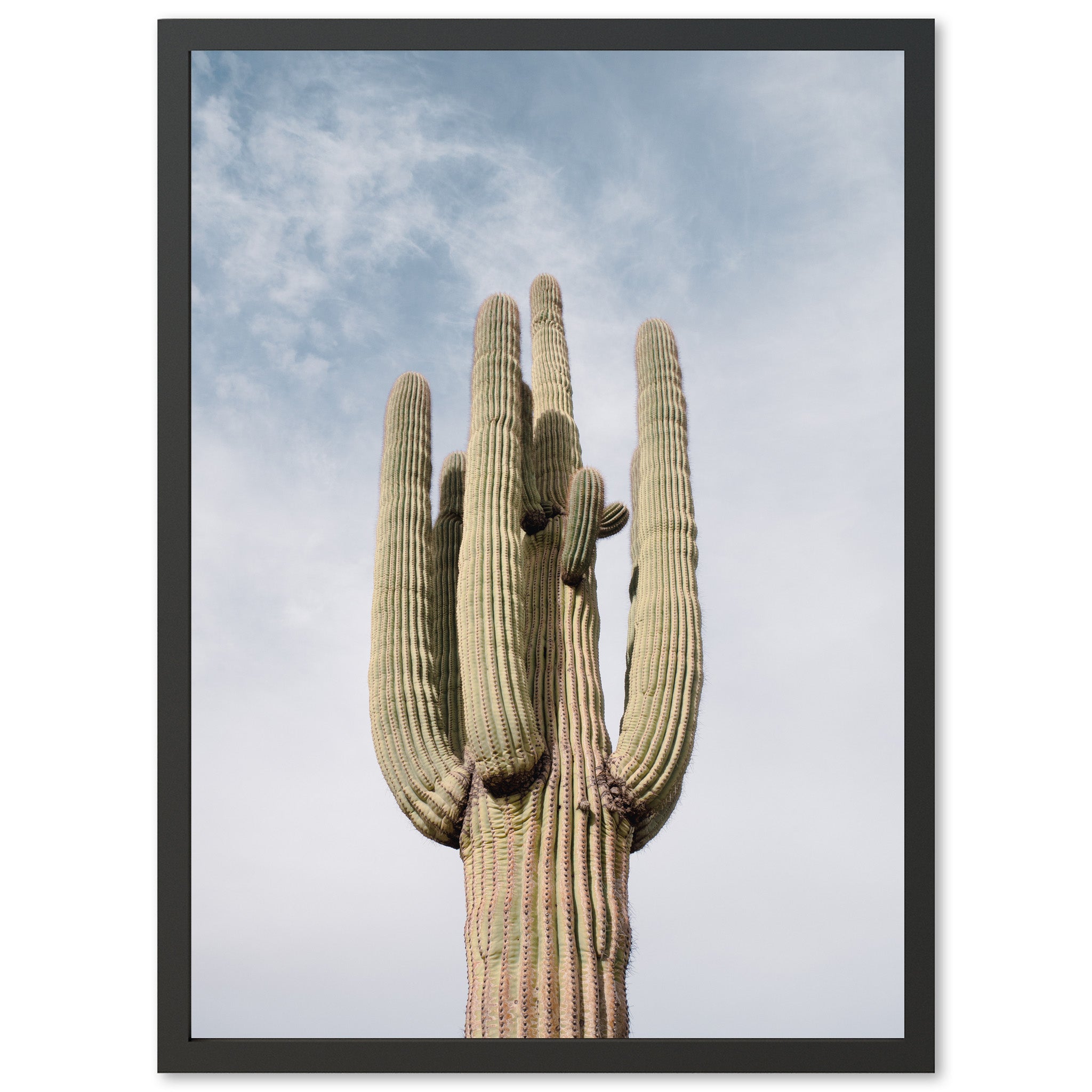 a large cactus with a sky background