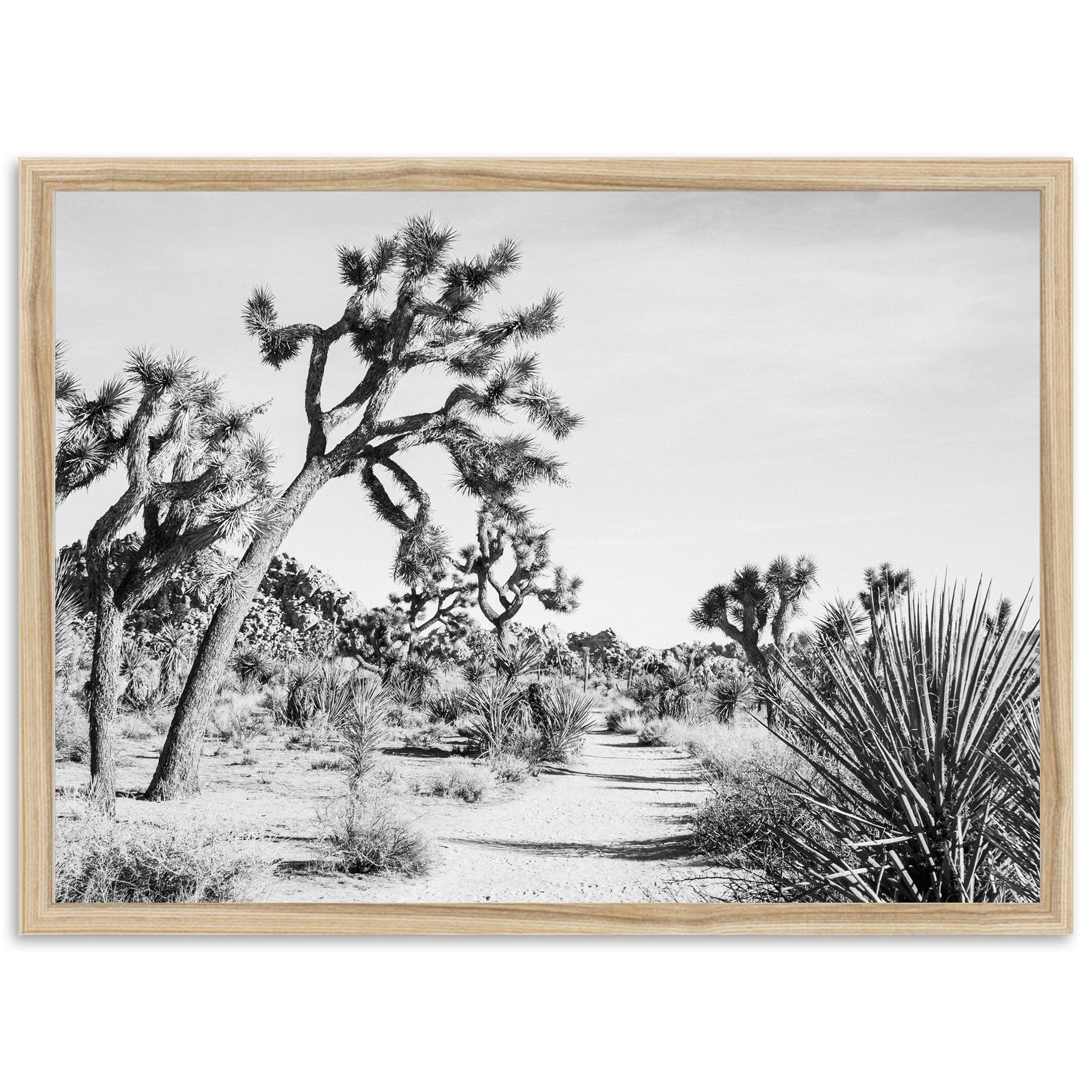 a black and white photo of a joshua tree