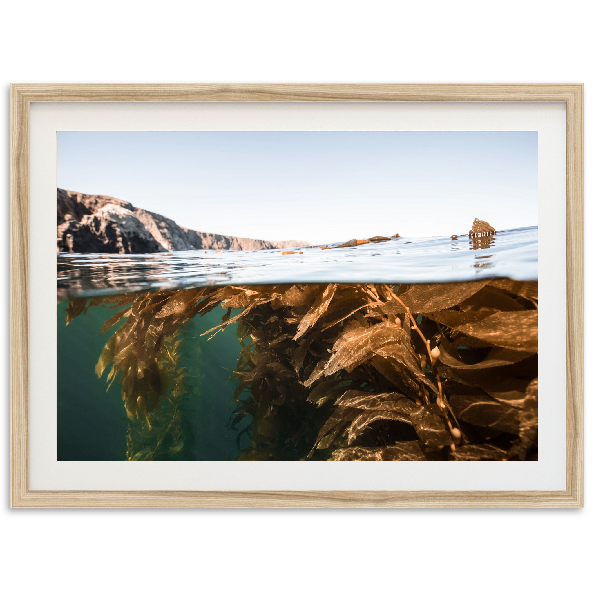 a picture of a picture of a seaweed in the water