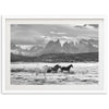 a black and white photo of three horses in a field