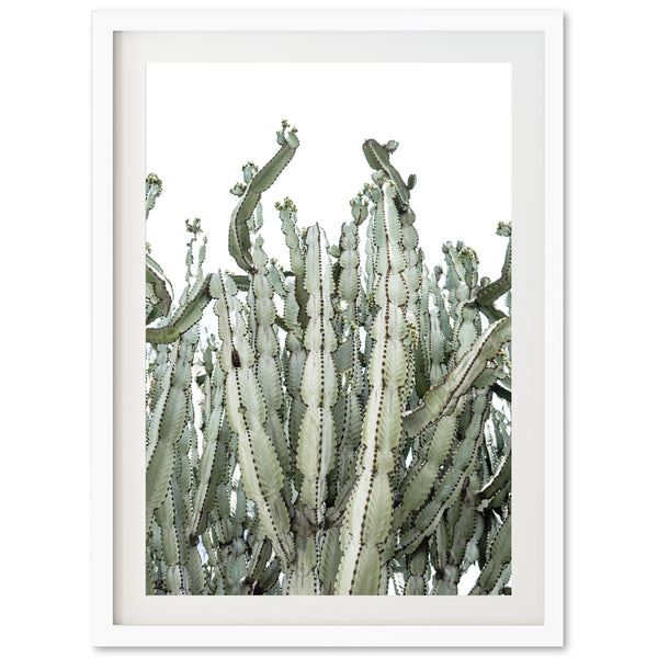 a picture of a cactus in a white frame