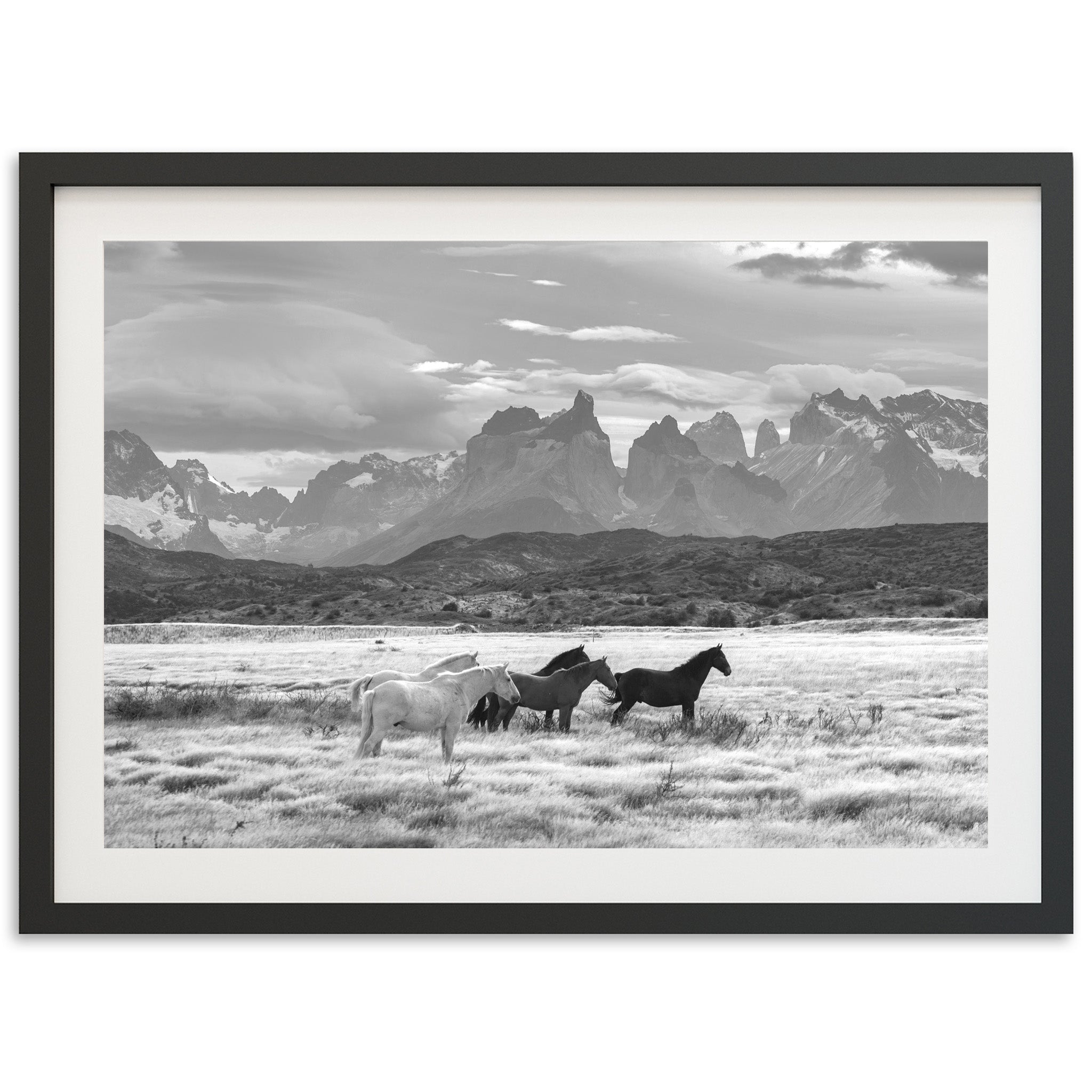 a black and white photo of horses in a field