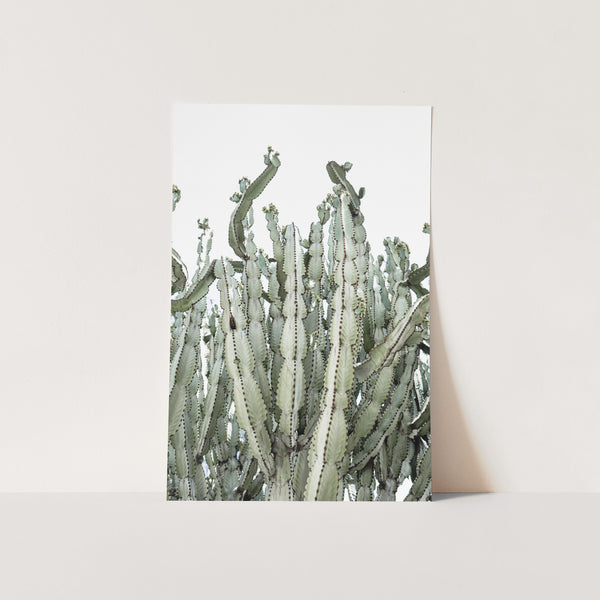 a card with a picture of a cactus on it