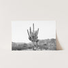 a black and white photo of a cactus