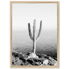 a black and white photo of a cactus by the ocean