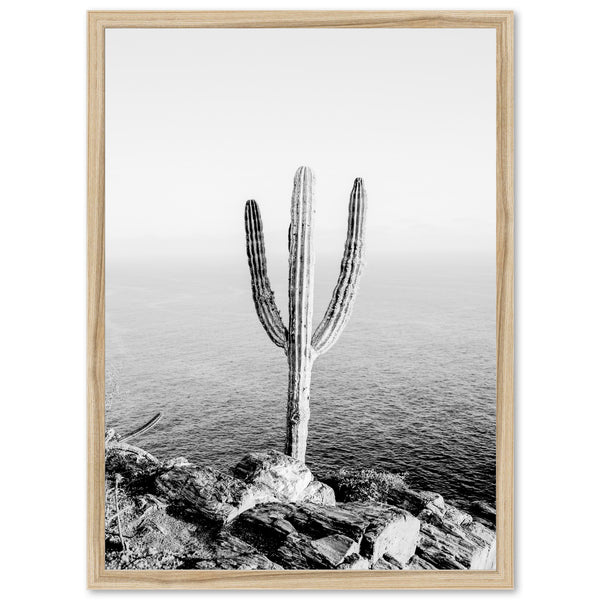 a black and white photo of a cactus by the ocean