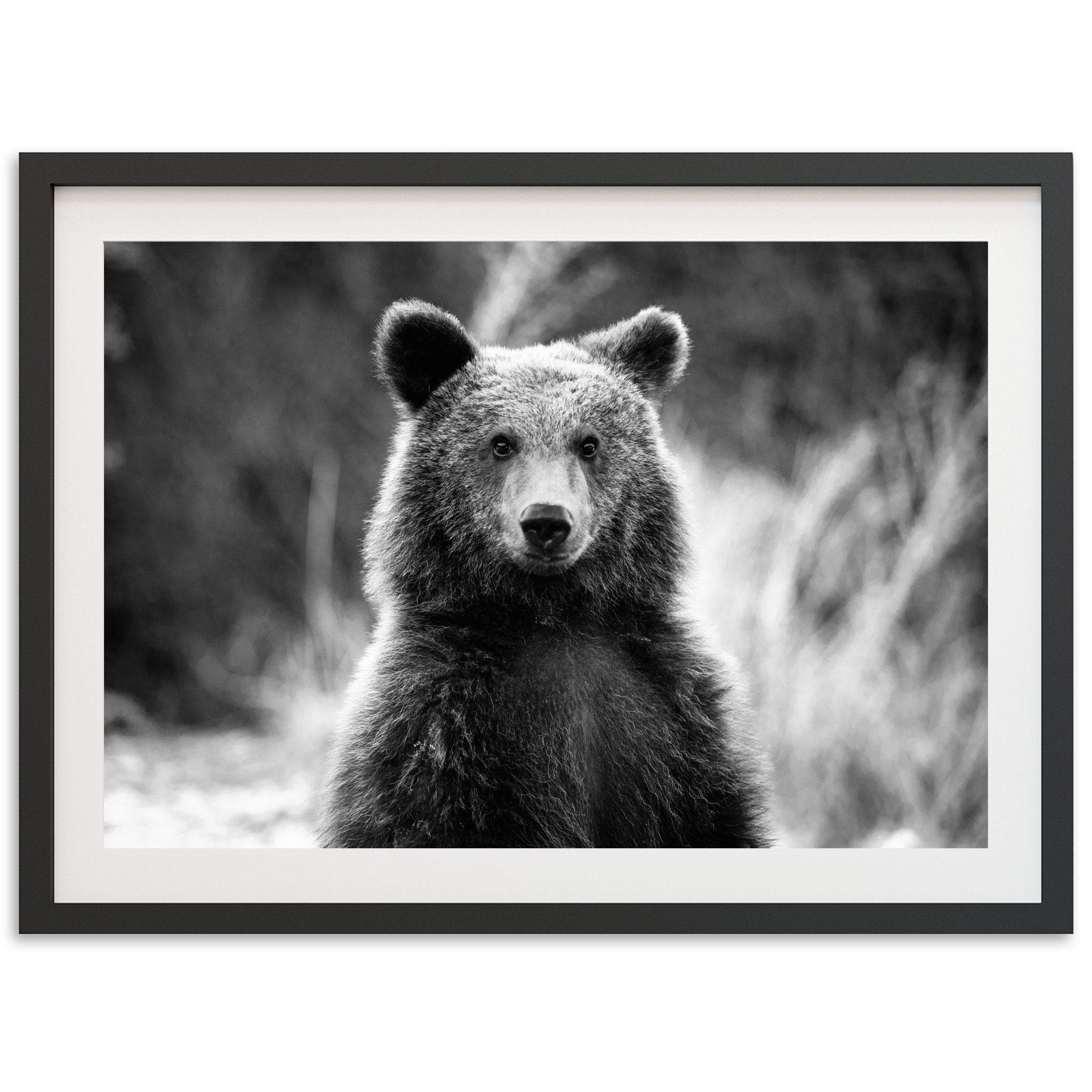 a black and white photo of a bear