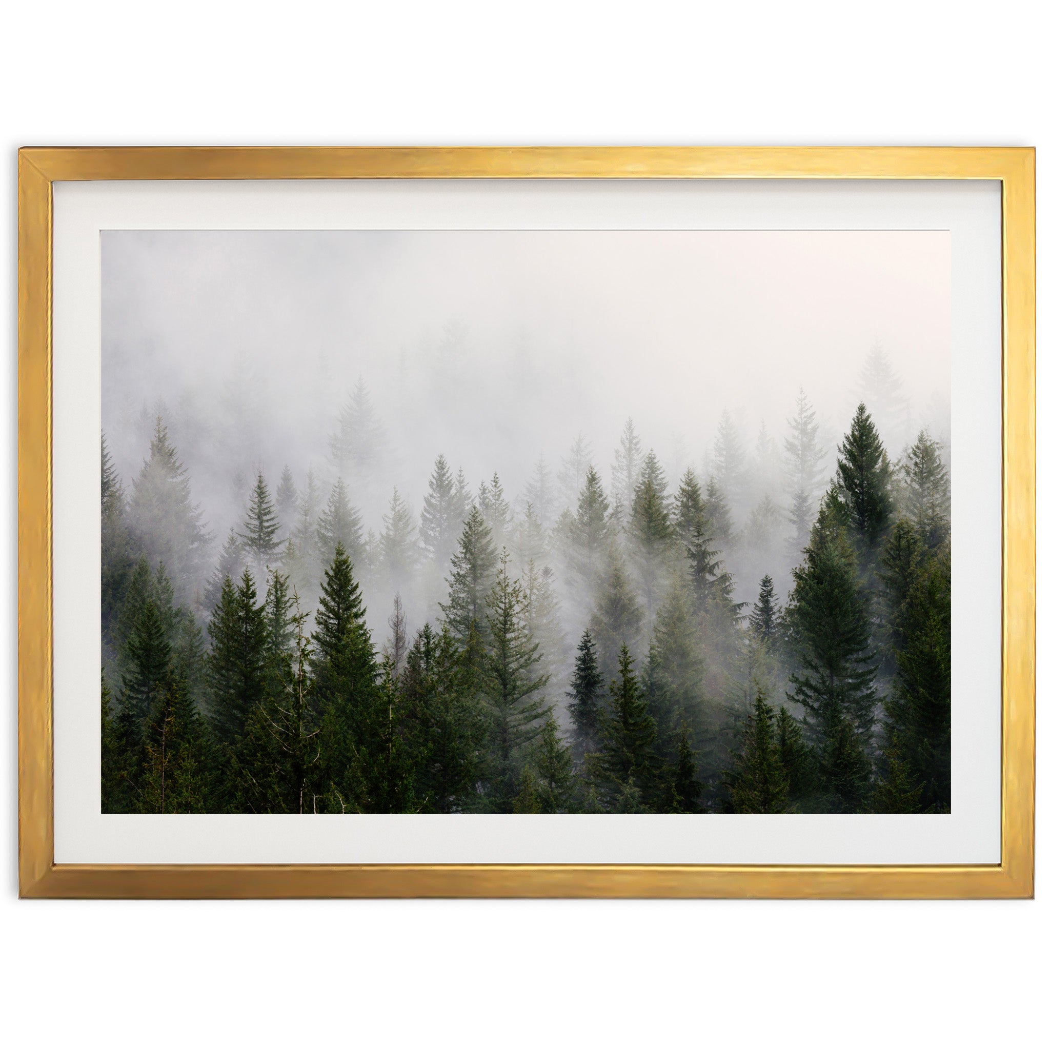 a picture of a foggy forest with trees