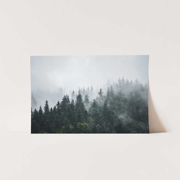 a picture of a forest in the fog