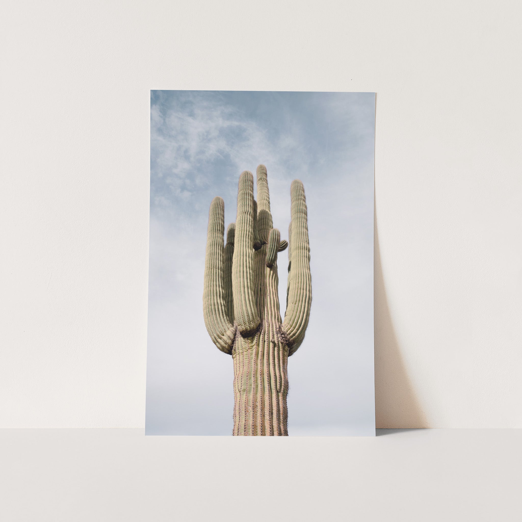 a picture of a cactus against a blue sky