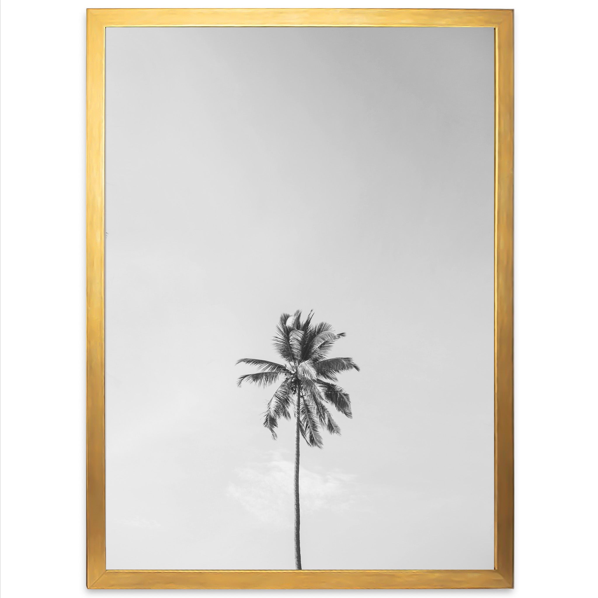 a black and white photo of a palm tree